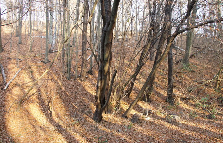 Herbstlicher Wald mit entlaubten Bäumen.
