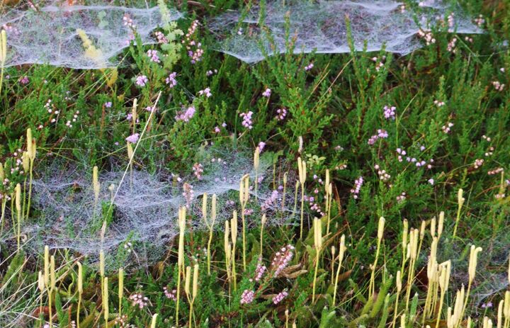 Keulen-Bärlapp im Botanischen Garten Schellerhau,
Foto: Botanischer Garten Schellerhau