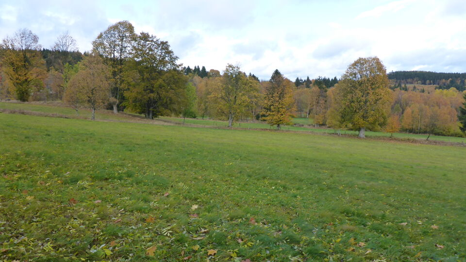Wiese im Herbst.