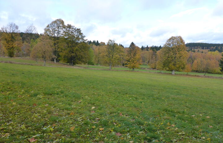 Wiese im Herbst.