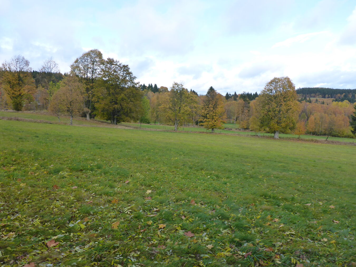 Weisseritzwiesen.Schellerhau