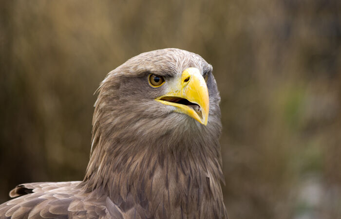 Foto eines Adlers im Seeadlerbrutgebiet Groitzsch.