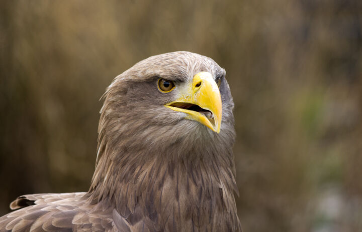 Nahansicht eines Adlers im Seeadlerbrutgebiet Groitzsch