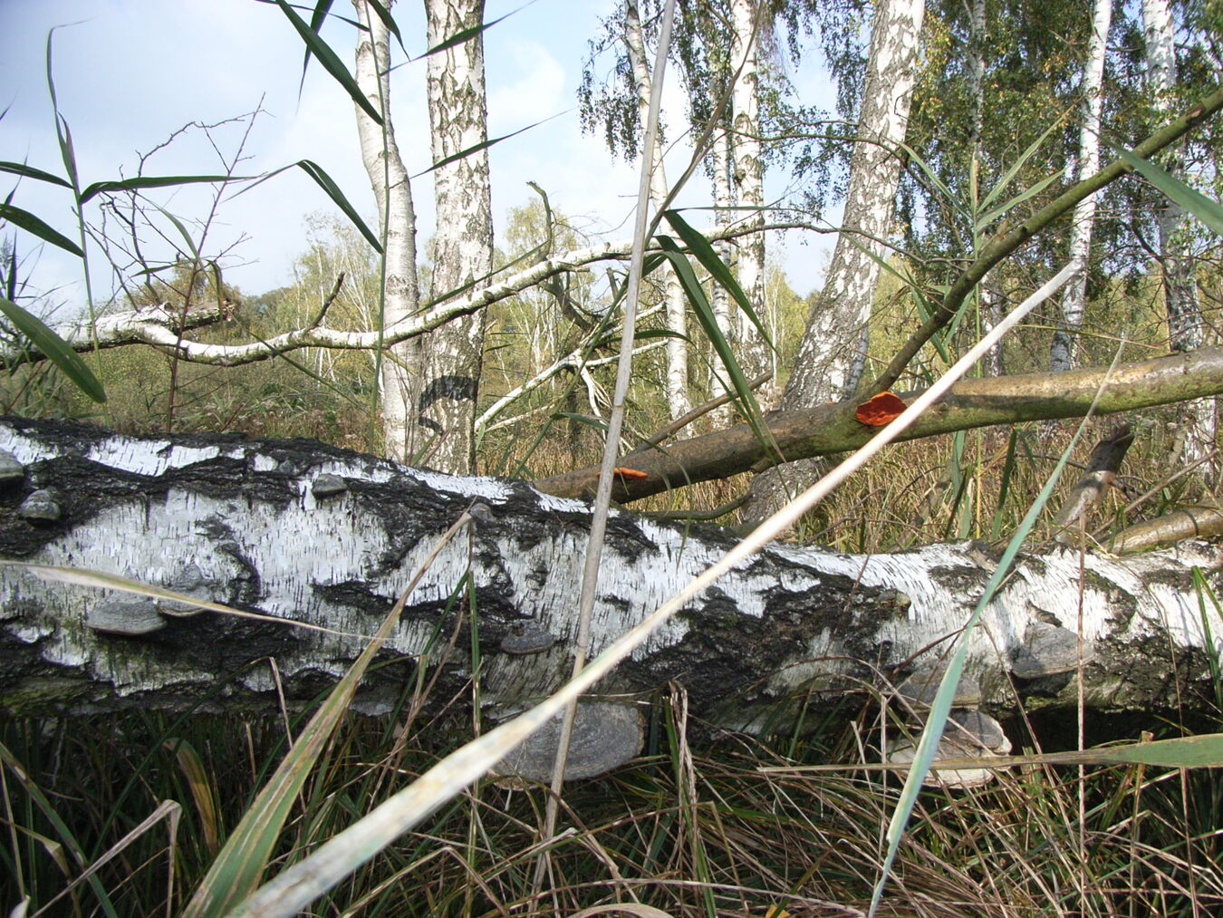 Totholz an der Wölperner Torfwiese