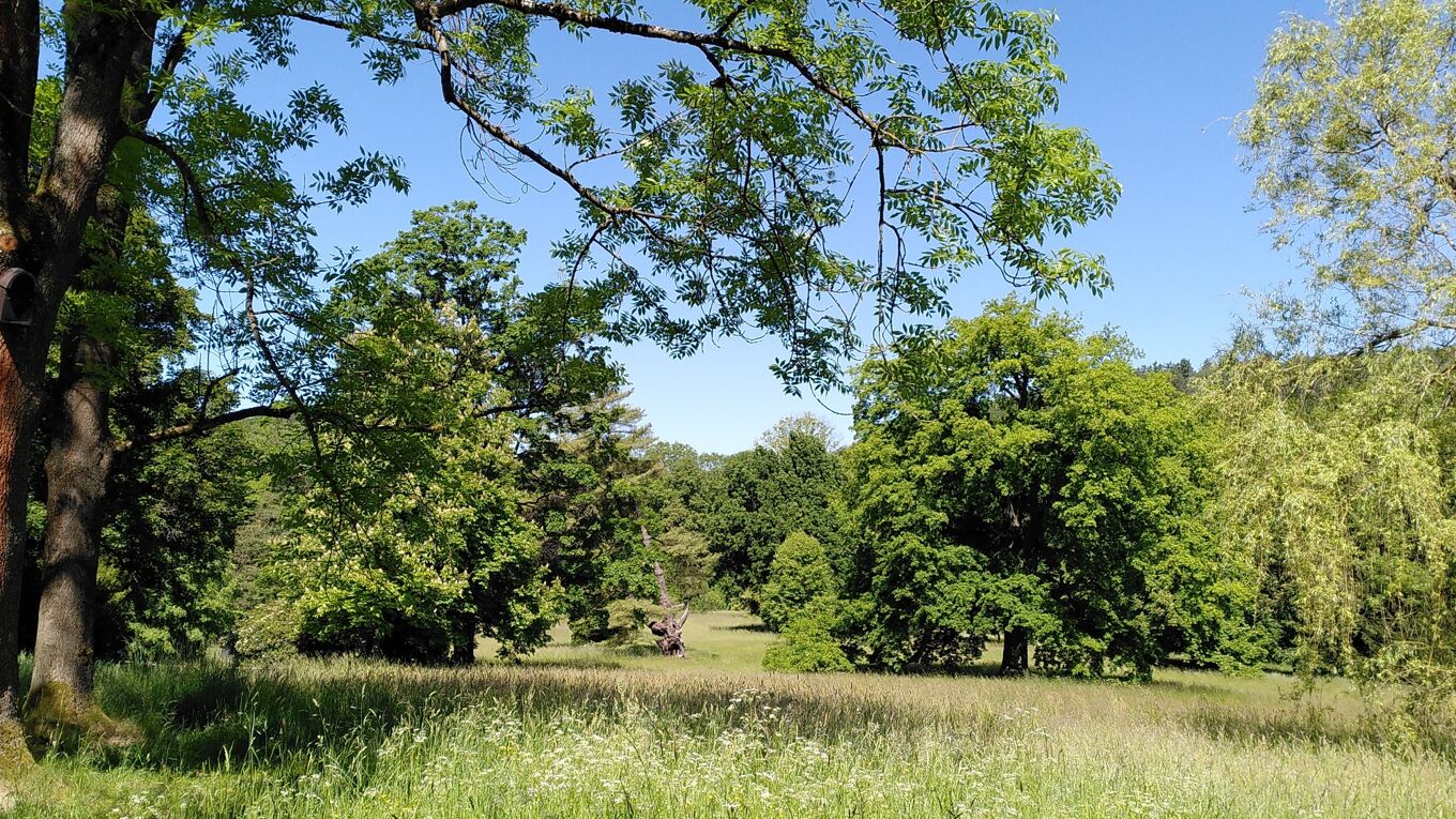 Blick in den historischen Schlosspark mit seinen weitläufigen Wiesen und freistehenden mächtigen Bäumen