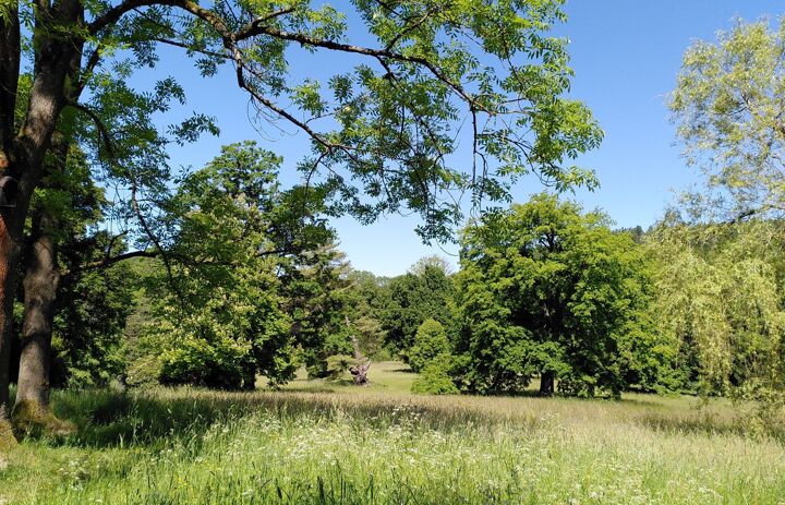 Blick in den historischen Schlosspark mit seinen weitläufigen Wiesen und freistehenden mächtigen Bäumen - Link: 1.	Wechselburger Parkgespräch für Naturschutz und historische Parkgestaltung