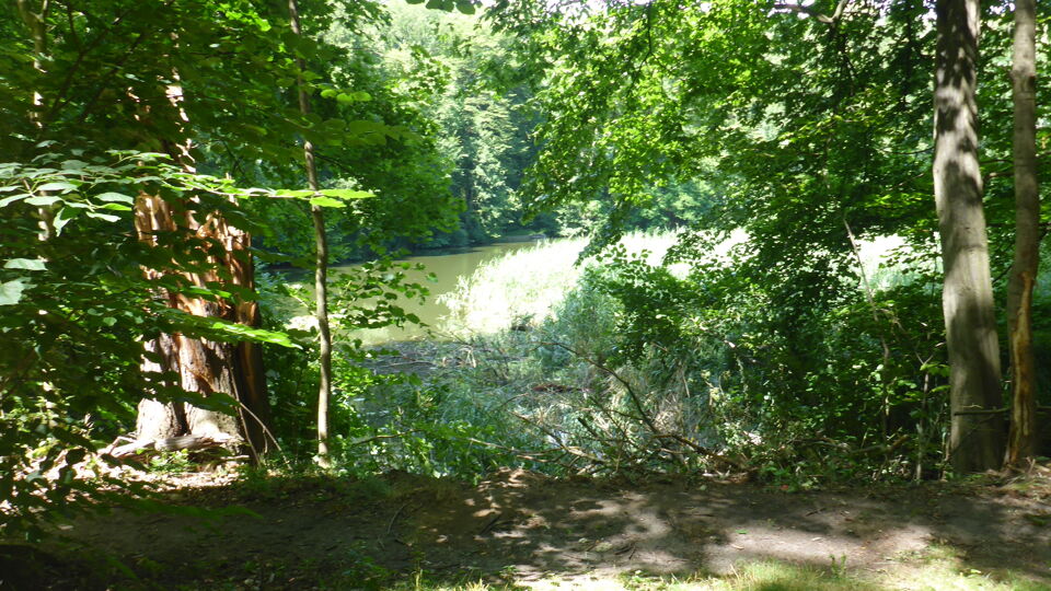 Blick auf den Teich. Bäume werfen Schatten.