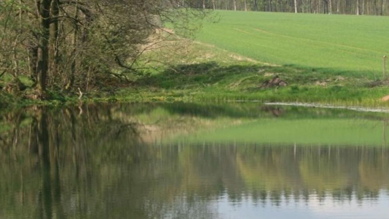 Ausschnitt des Teichs Marbach mit Wasserfläche und Uferbereich