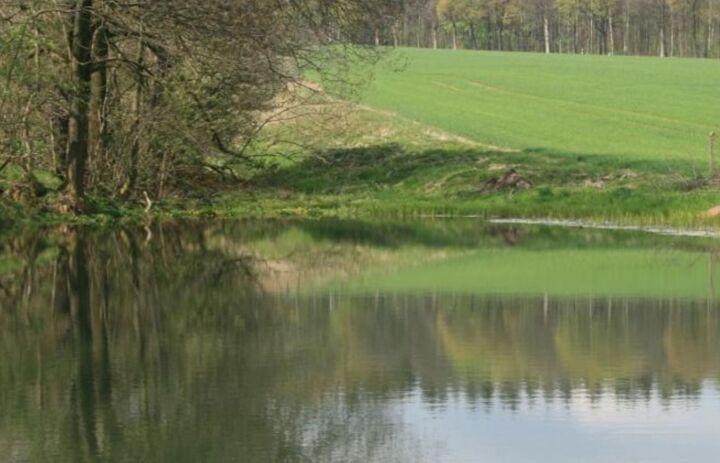 Ausschnitt des Teichs Marbach mit Wasserfläche und Uferbereich - Link: Refugium für Edelkrebs, Bergmolch & Co.