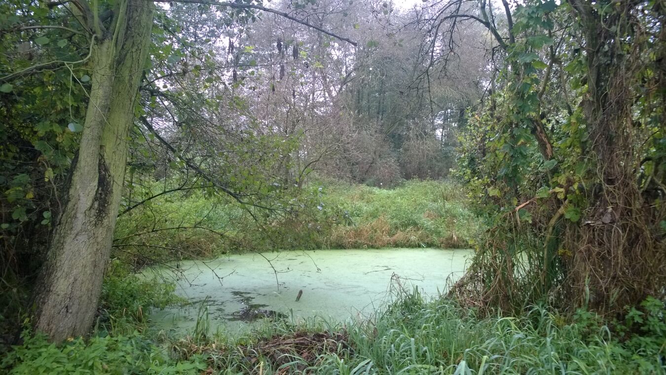 Roederauwald
