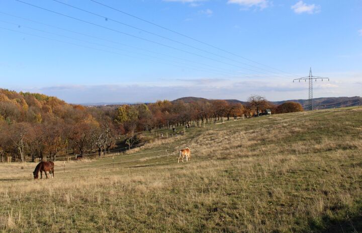 Foto einer Weide mit Pferden im Herbst. Im Hintergrund Streuobstwiese und blauer Himmel.