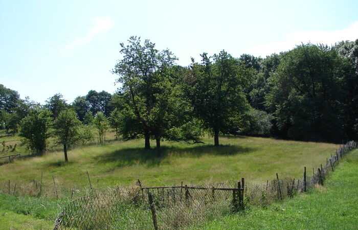 Foto der Streuobstwiese Gnandstein. Ein Zaun umgibt eine grüne Wiese im hochstämmigen Bäumen im Hintergrund.