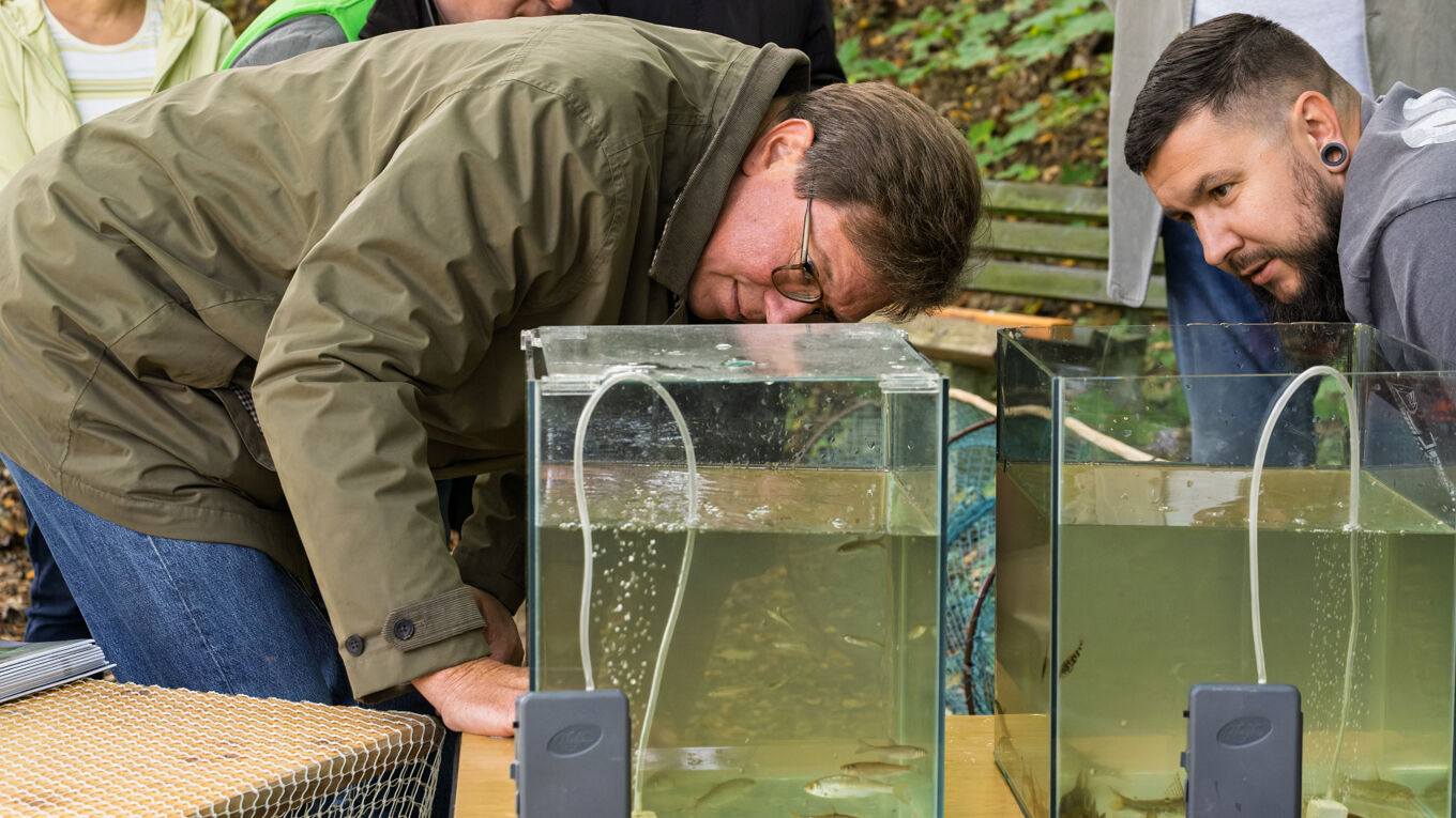 Umweltminister Georg-Ludwig von Breitenbuch beugt sich über ein Aquarium und lässt sich die heimische Fischpopulation zeigen