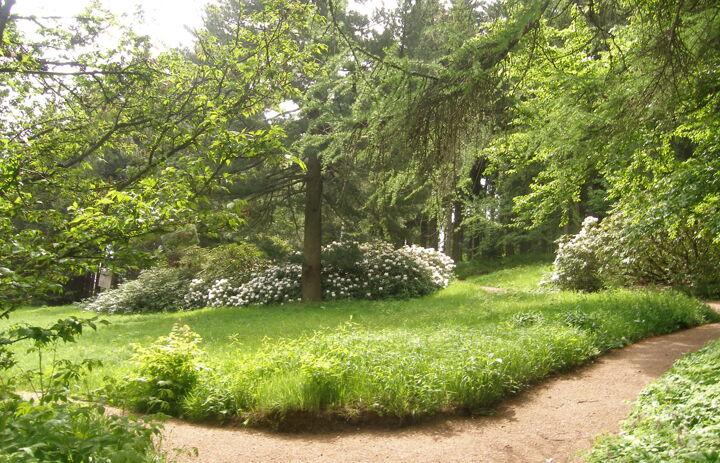 Lichtung im Botanischen Garten Schellerhau,
Foto: Botanischer Garten Schellerhau