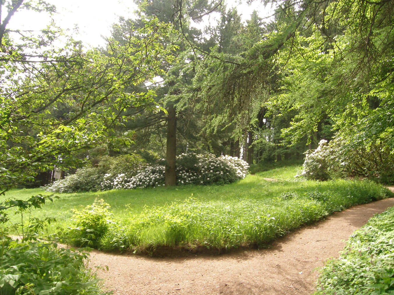 Lichtung im Botanischen Garten Schellerhau,