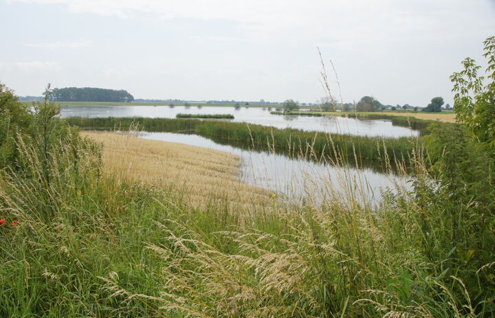 Freiwasserfläche auf der LaNU-Fläche Kulkwitzer Lachen