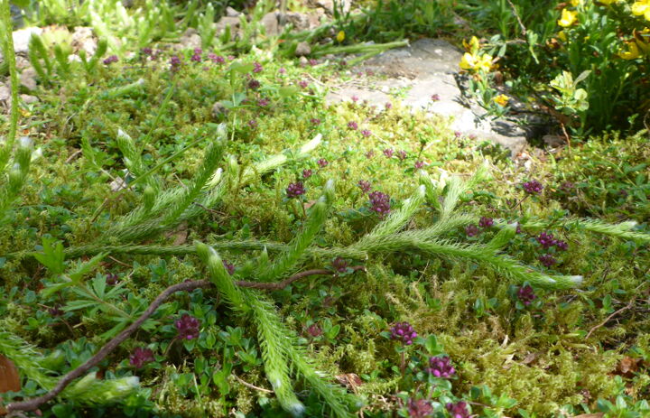 Bärlapp im Botanischen Garten Schellerhau,
Foto: LaNU-Archiv