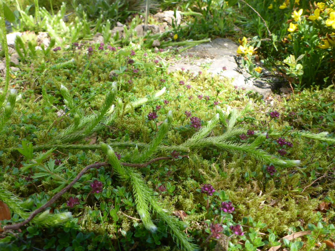 Bärlapp im Botanischen Garten Schellerhau