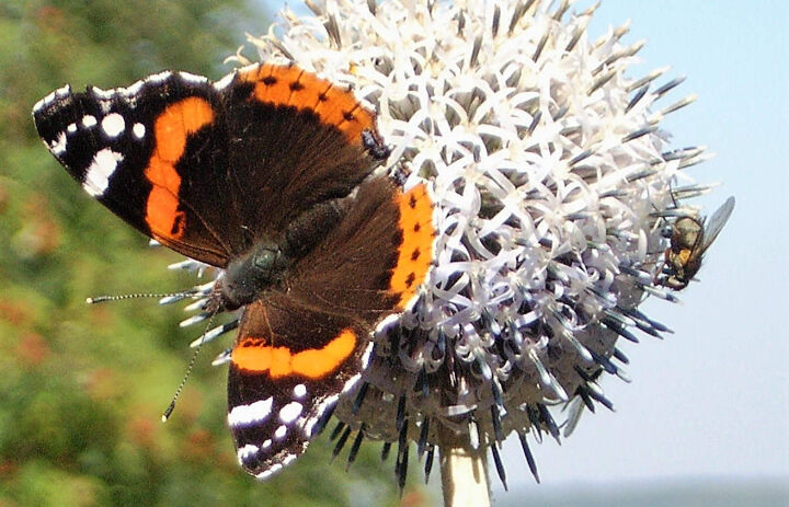 Schmetterling im Botanischen Garten Schellerhau,
Foto: Botanischer Garten Schellerhau