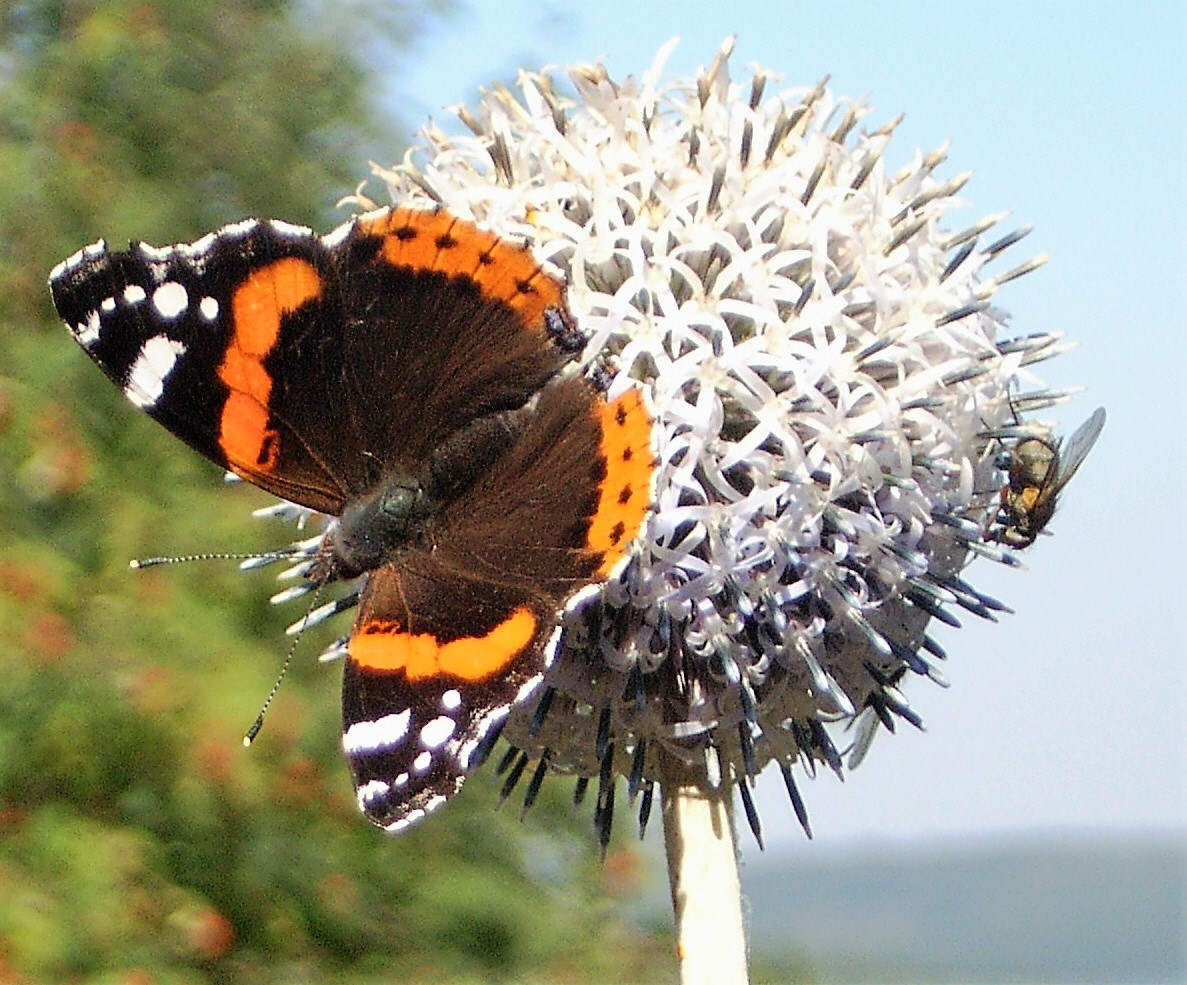 Schmetterling im Botanischen Garten Schellerhau