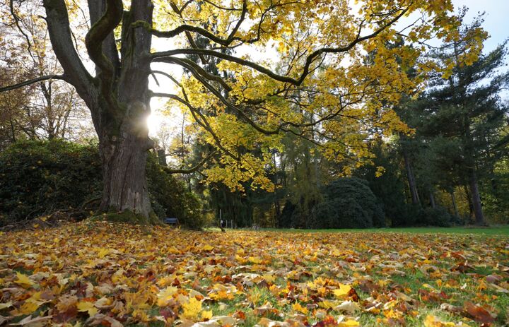 Foto: Archiv LaNU - Link: Aktionstag zum Klimawandel in Parks und Gärten 