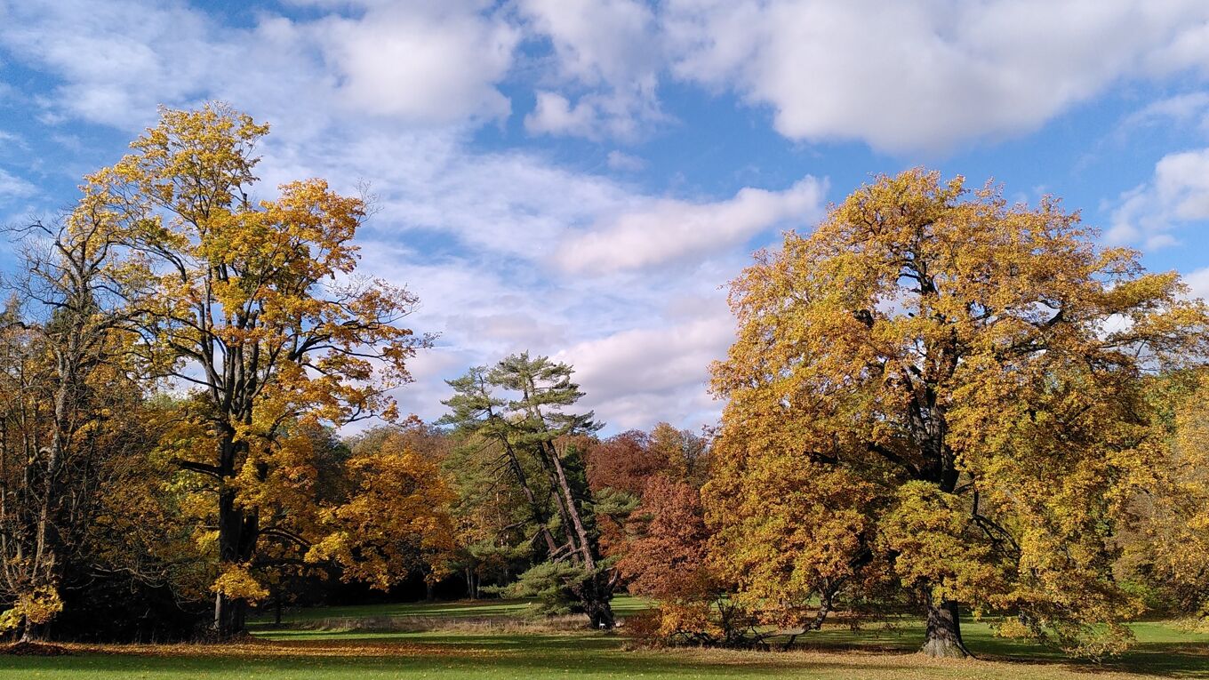 Blick auf herbstlich gefärbte alte Bäume im Schlosspark Wechselburg.