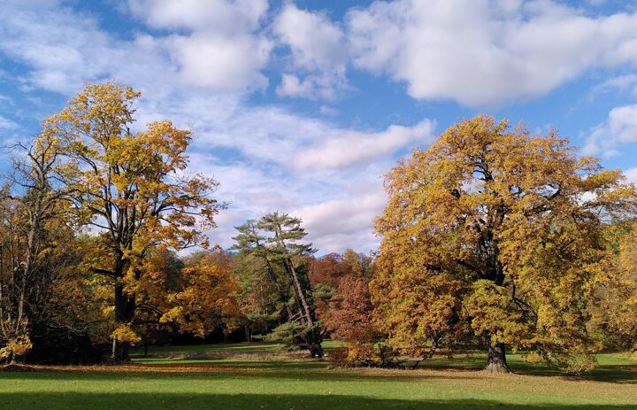 Blick auf herbstlich gefärbte alte Bäume im Schlosspark Wechselburg. - Link: Vergabe Parkpflegewerk Schlosspark Wechselburg