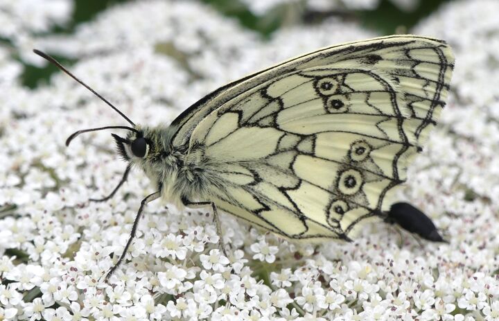 Link: Artenkenntnis Insekten - Schwerpunkt Schmetterlinge