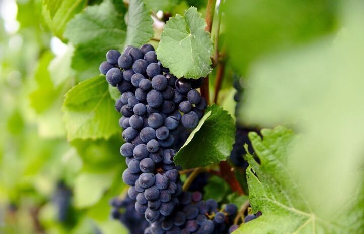 Blaue Weintrauben - Link: Herzliche Einladung zum Tag des offenen Weingutes 2023