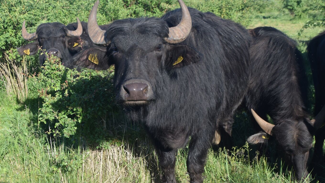 Karpatenwasserbüffel als Landschaftspfleger