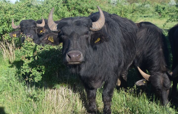Karpatenwasserbüffel als Landschaftspfleger - Link: Grasen für die Artenvielfalt: Wasserbüffel, Koniks, Schottische Hochland- und Taurusrinder