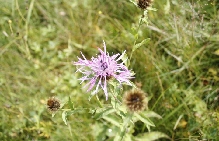 Nahaufnahme einer Bergwiesenblume (Flockenblume?) auf einer Wiese der LaNU-eigenen Fläche Bergwiesen Rehefeld