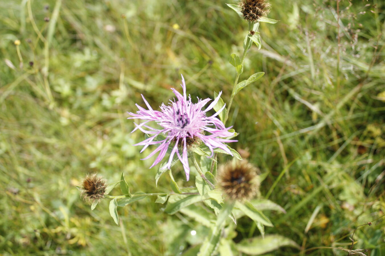 Bergwiesenblume auf der Bergwiese Rehefeld