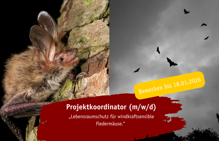 Link: Projektkoordinator (m/w/d) im Verbundprojekt „Lebensraumschutz für windkraftsensible Fledermäuse"