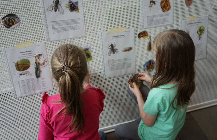 Zwei Mädchen knien vor einer Stellwand an der Informationsblätter zu unterschiedlichen Insekten hängen. Die Mädchen ordnen Bilder der Insekten zu den richtigen Informationsblättern zu.