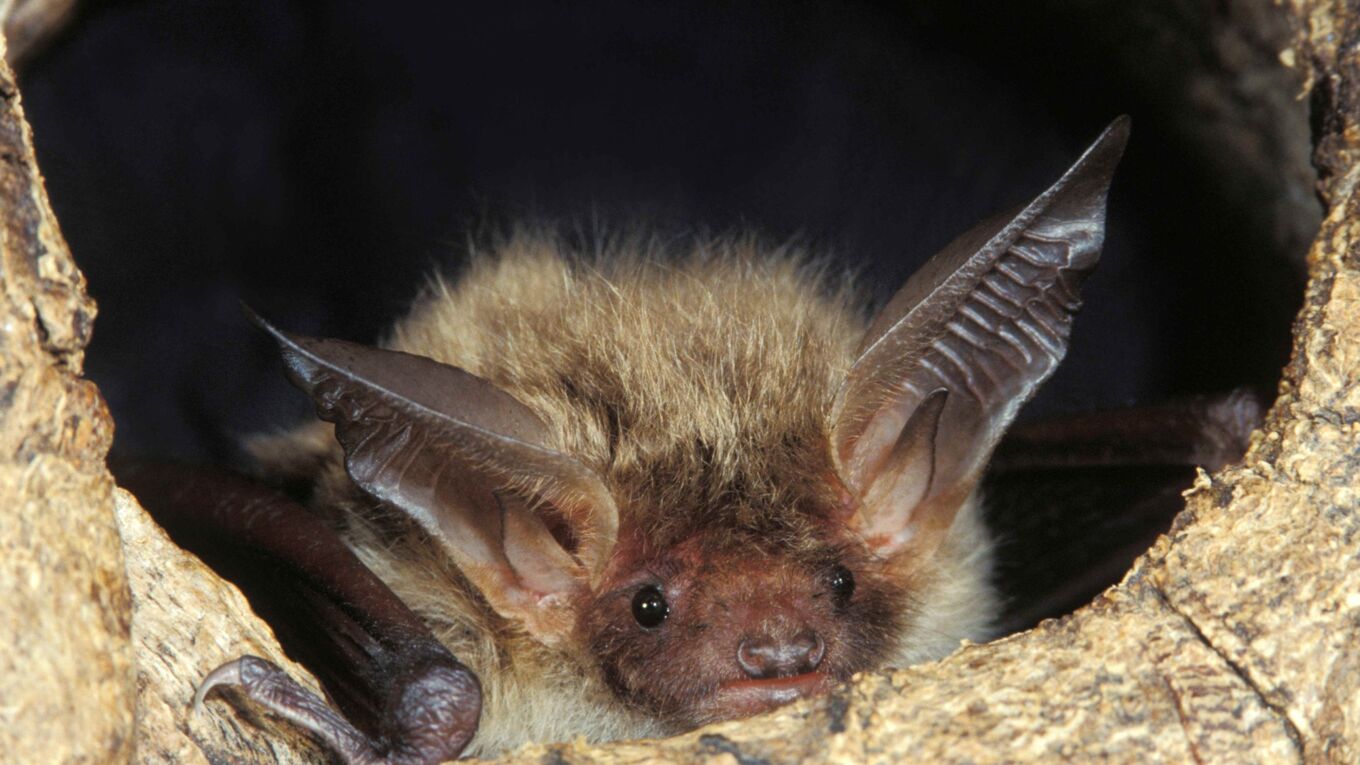 Foto der Bechsteinfledermaus