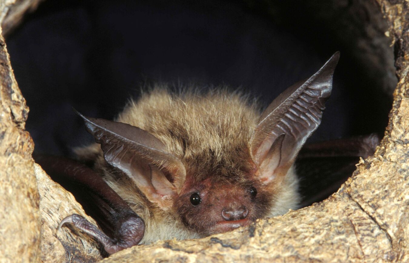 Bechsteinfldermaus