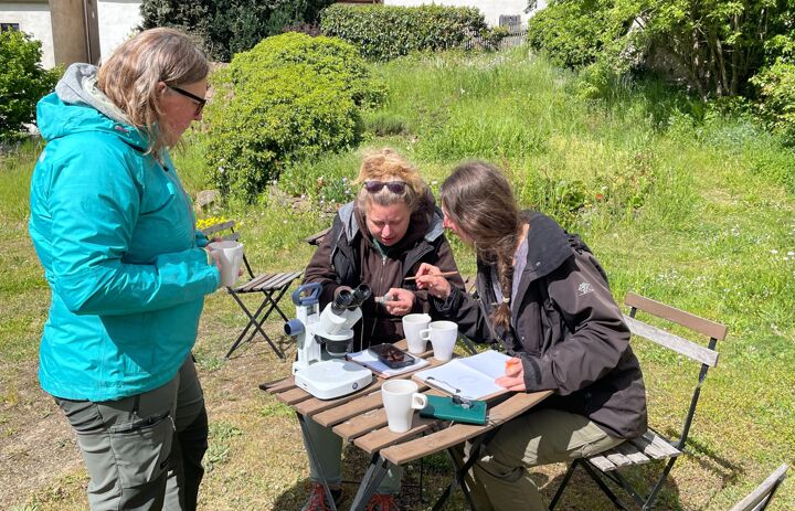 Link: Artenkenntnis Webspinnen