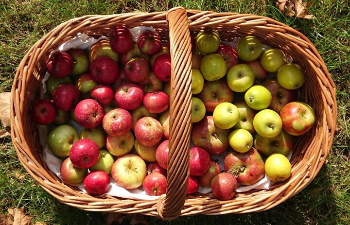 Ein Korb gefüllt mit vielen Äpfeln