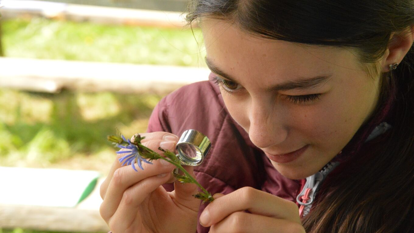 Pflanzen bestimmen bei den Jungen Naturwächtern (Foto: Miriquidica e.V.)