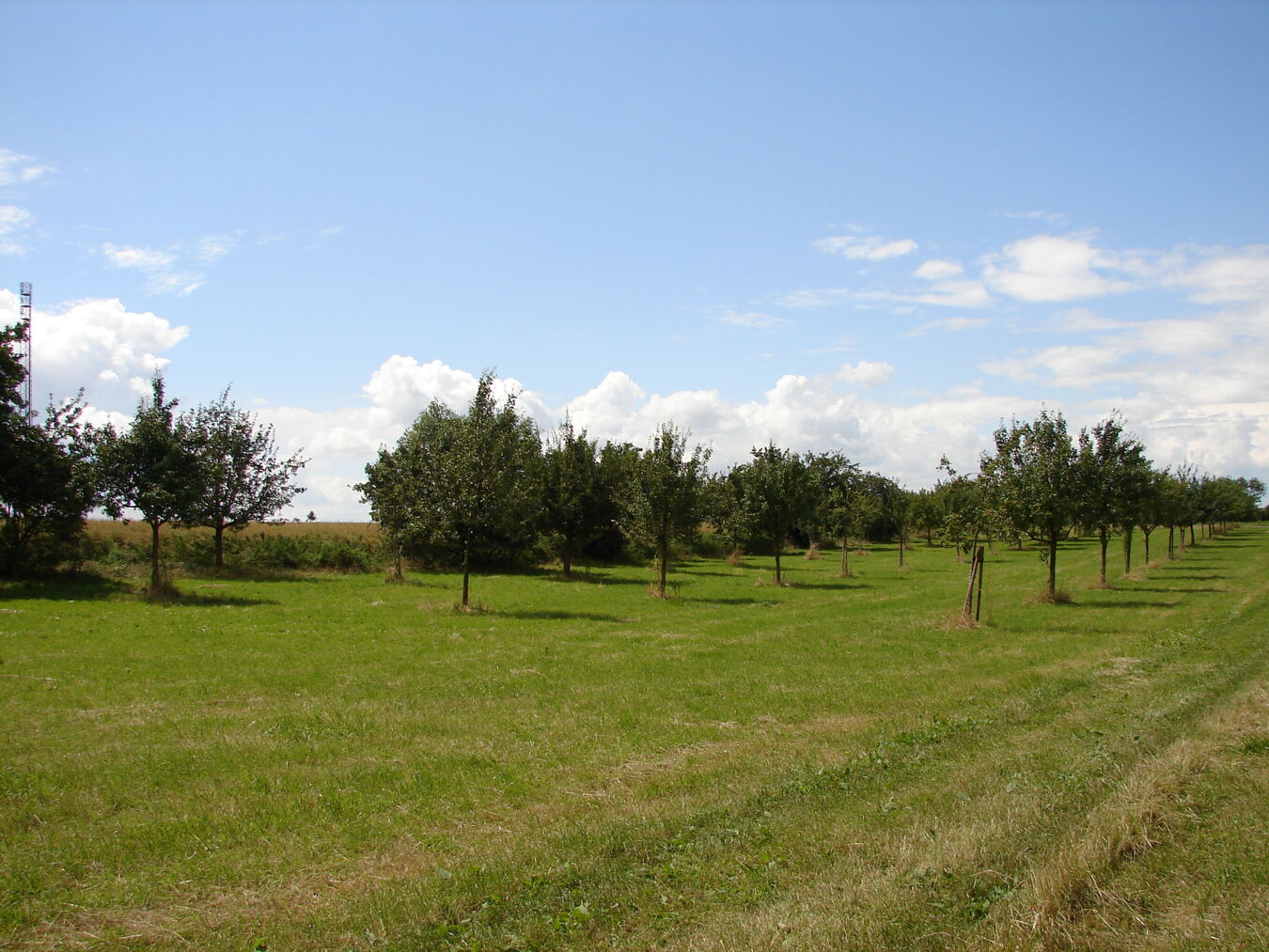 Streuobstwiese Koehra Baumreihen