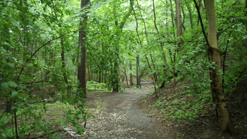 Waldweg im Sommer.