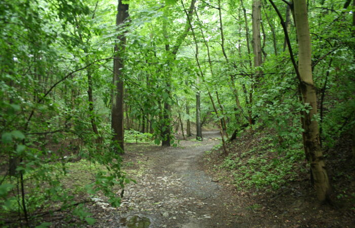 Waldweg im Laubwald Großsedlitz.