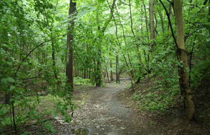 Waldweg im Sommer.