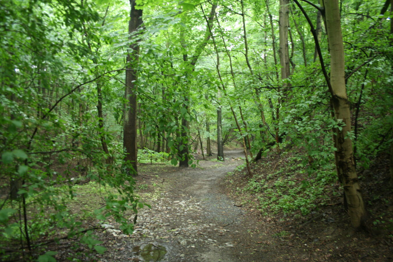 Waldweg Großsedlitz