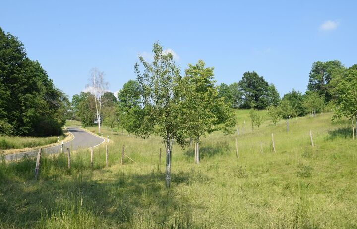 Foto der Streuobstwiese. Links verläuft eine Straße.
