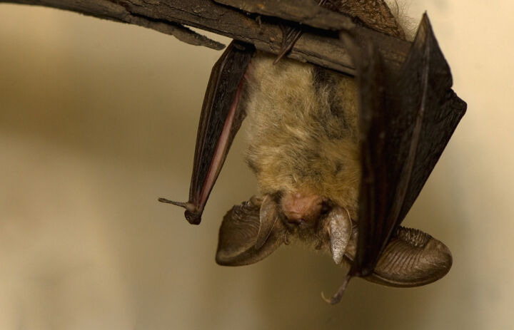 Eine Fledermaus hängt kopfüber an einem Stock. - Link: Fledermaus - wendiger Flieger der Nacht braucht ein Quartier!