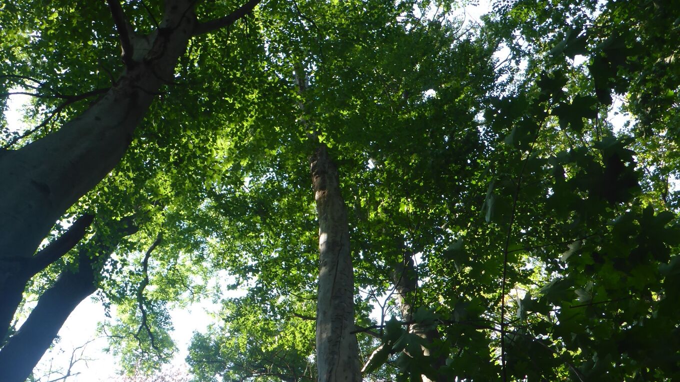 Baumkronen auf der LaNU-eigenen Fläche Freital-Jochhöh