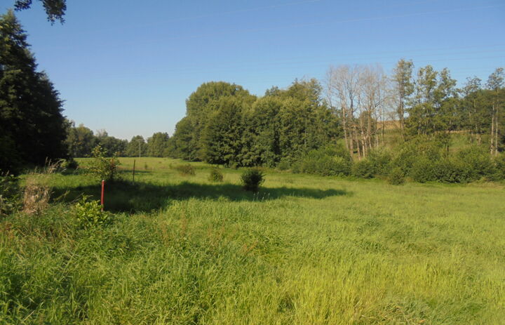 Blick über die Feuchtwiese Diera-Zehren auf der gleichnamigen LaNU-eigenen Fläche