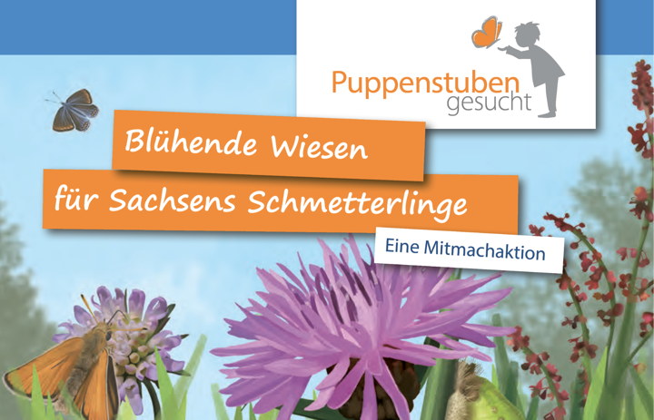 Titelbild der Broschüre zum Projekt - Link: Puppenstuben gesucht – Blühende Wiesen für Sachsens Schmetterlinge